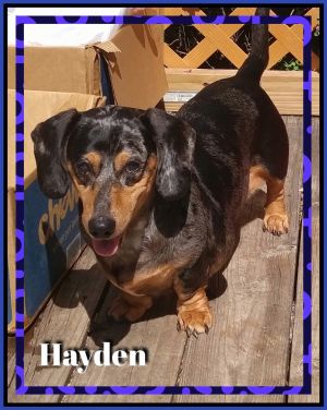 . Hayden .