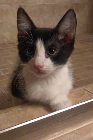 . Oreo .