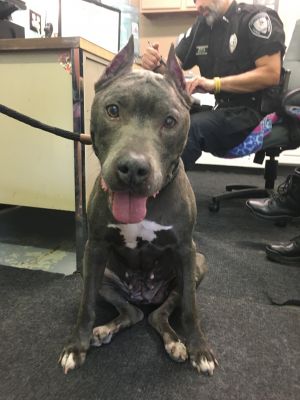 . Gracie - Compassion Hold .