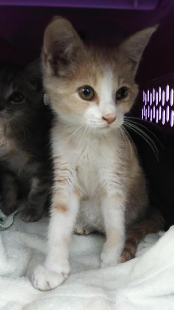 . Aria - kitten! .