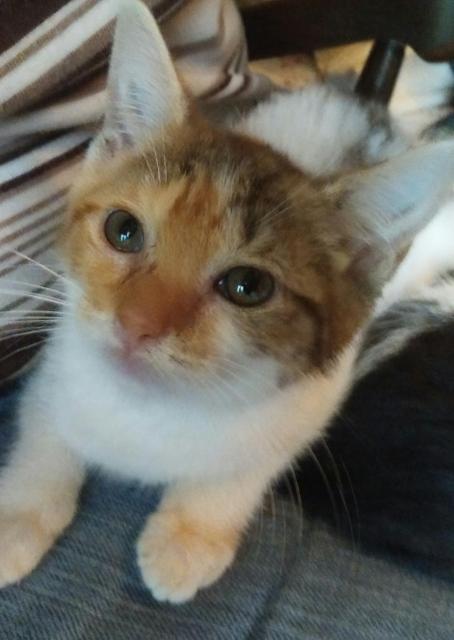 . Gypsy - kitten! .