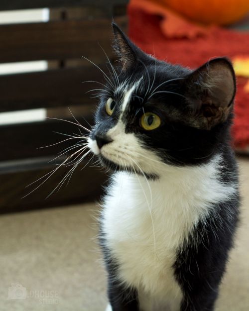 . Gemma - Colony Cat! .