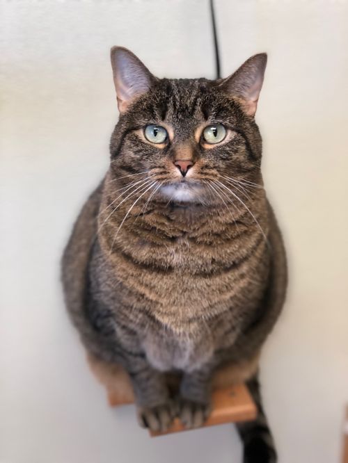 . Sophia - Colony Cat! .