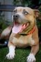 . Fergie - 30 lbs! .