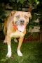 . Fergie - 30 lbs! .