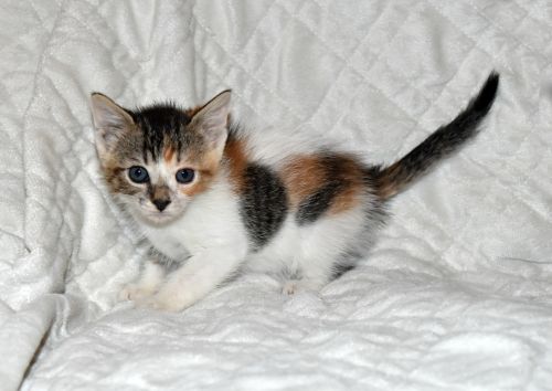 . Zena .