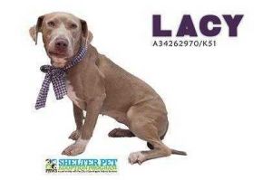 . Lacy .