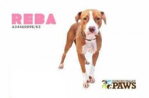. Reba .