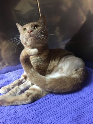 . Apple- This 3 legged swetheart is looking for a cat savvy home .