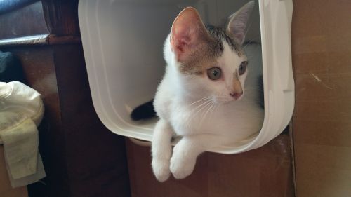 . Eli .