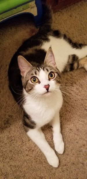 . Tiberius (bonded with Sage) .
