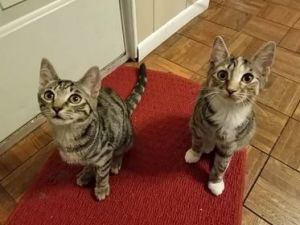 . Cleo and Bastet .