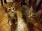 . Cleo and Bastet .