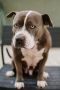 . Delicious Delilah - I'm an easy dog! .