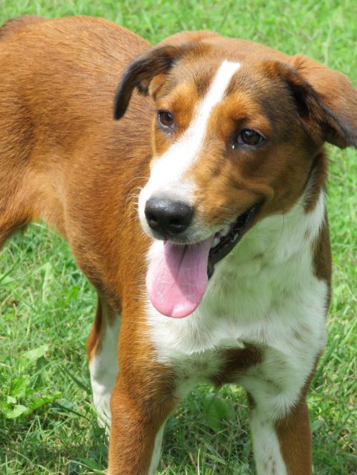 . Rosie: Adopted! .