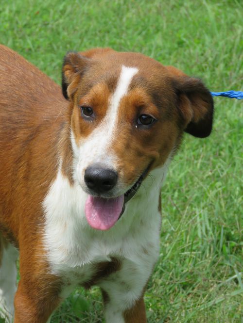 . Rosie: Adopted! .