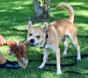 . Max - Guest Dog .