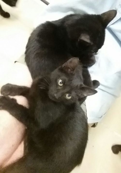 . FIVE Black KITTENS .