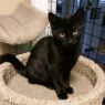. FIVE Black KITTENS .