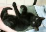 . FIVE Black KITTENS .