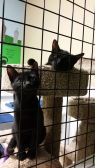 . FIVE Black KITTENS .