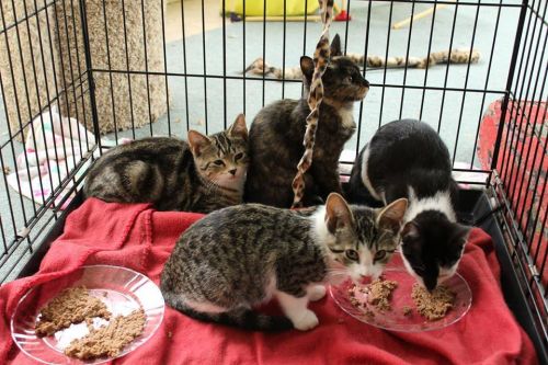 . 4 Kohl Kittens .