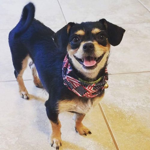 tiny paws pug rescue adopt a tiny breed from tiny paws rescue shelter tx tiny paws pug rescue adopt a tiny breed from tiny paws rescue shelter tx