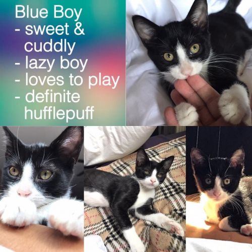 . Blue Boy .