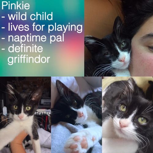 . Pinkie .