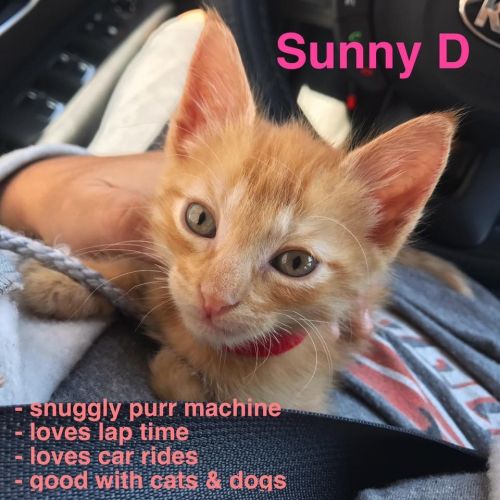 . Sunny D .