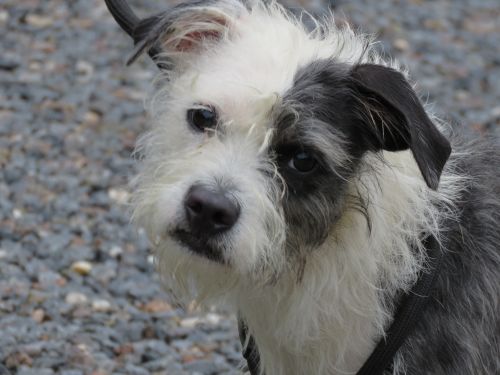 . Mrs. Doubtfire: Adopted! .