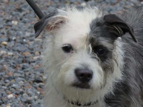 . Mrs. Doubtfire: Adopted! .
