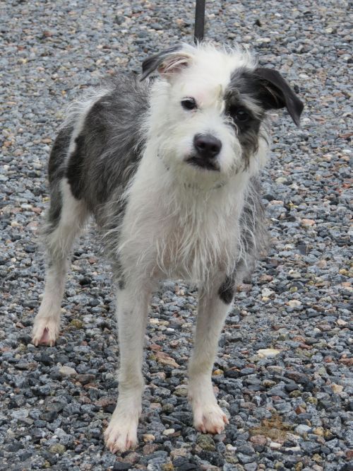 . Mrs. Doubtfire: Adopted! .