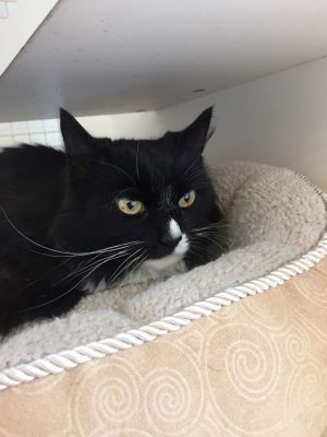 . Selina - Meet me at Petco in Manchester! .