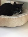 . Selina - Meet me at Petco in Manchester! .