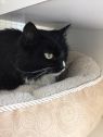 . Selina - Meet me at Petco in Manchester! .