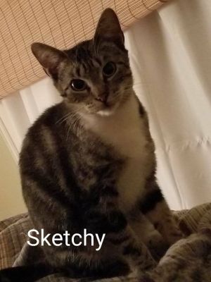 . Sketchy .
