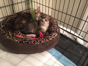 . Lucy and Ethel .