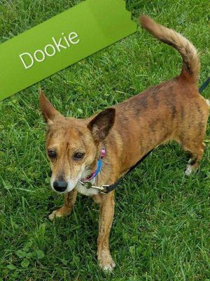 . Dookie .