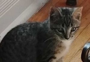 . Lulu .