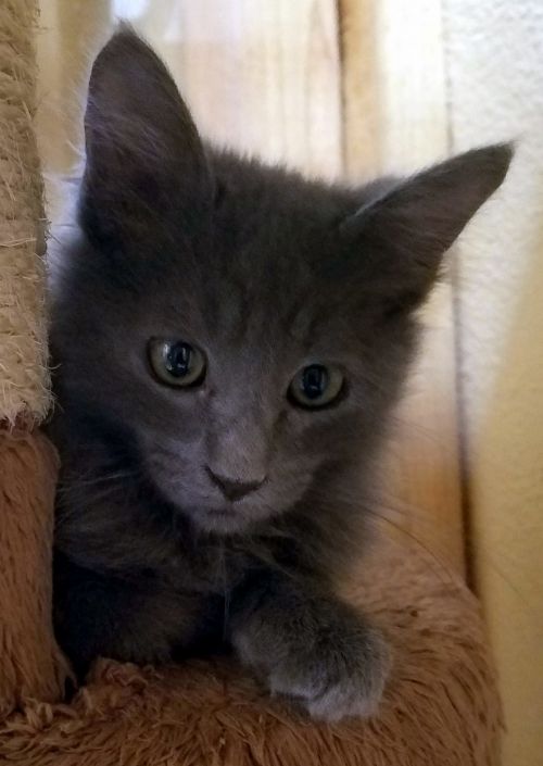 . Nikko .
