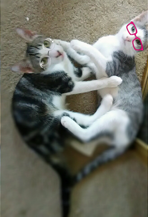 . Catness & Fox .