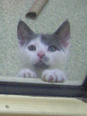 . Kittens .