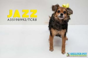 . Jazz .
