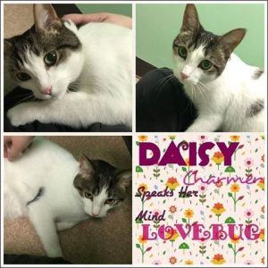 . Daisy .