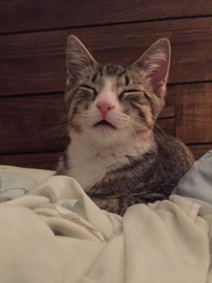 . Moonpie .