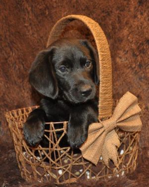 . Gutsy (puppy) .