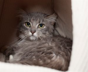 . Aurora- Barn Cat .