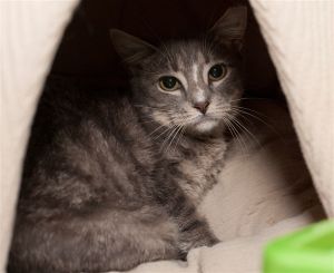 . Kai- Barn Cat .