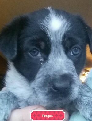 . Dotty Pup #1 - Fergus .